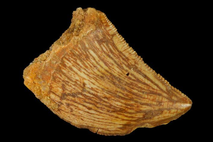 Juvenile Carcharodontosaurus Tooth - Morocco #140669